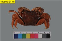 藏品(雙齒近相手蟹)的圖片